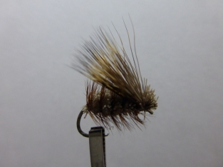 Size 12  Caddis Irresistible  Barbless